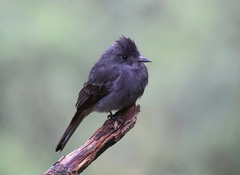 Contopus fumigatus