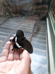 Papilio polytes