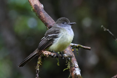 Myiarchus cephalotes