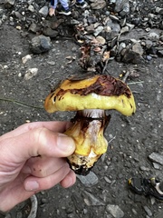 Cortinarius glaucopus