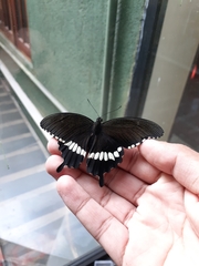 Papilio polytes