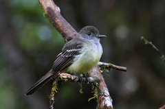 Myiarchus cephalotes