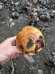Cortinarius glaucopus