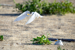 Sternula nereis