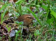 Troglodytes solstitialis