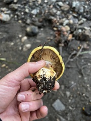 Cortinarius glaucopus
