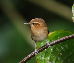 Troglodytes solstitialis