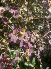 Coprosma rotundifolia