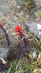 Castilleja fissifolia
