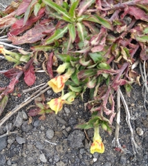 Oenothera epilobiifolia