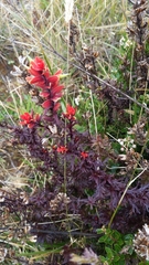 Castilleja irasuensis