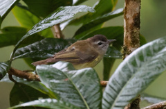 Vireo leucophrys