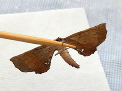 Parepisparis multicolora