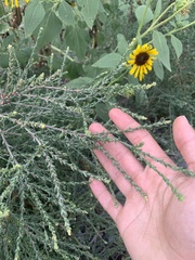 Salsola collina