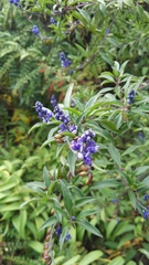 Salvia leucantha