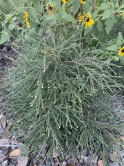 Salsola collina