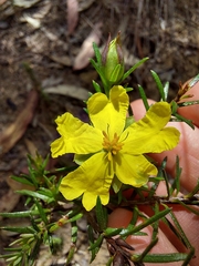 Hibbertia ericifolia