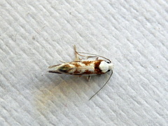 Lichenaula laniata