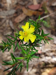 Hibbertia ericifolia