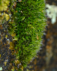 Grimmia lisae