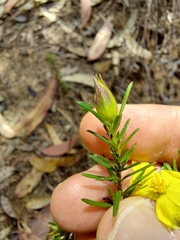 Hibbertia ericifolia