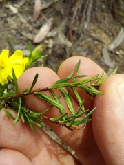 Hibbertia ericifolia