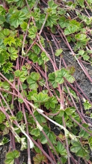 Potentilla stolonifera