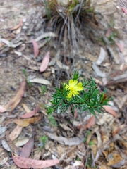 Hibbertia ericifolia
