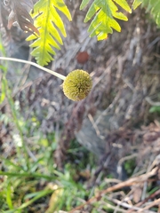 Helenium puberulum