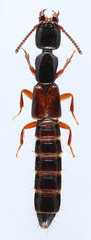 Nudobius cephalus