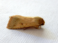 Australothis rubrescens