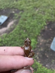 Eleutherodactylus campi