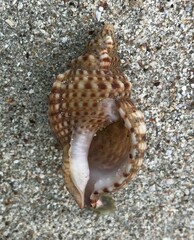 Austrotriton subdistortus
