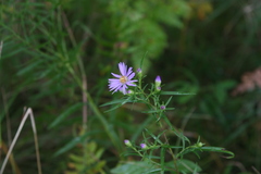 Symphyotrichum robynsianum