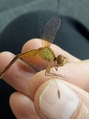 Neurothemis intermedia