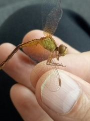 Neurothemis intermedia