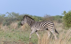 Equus quagga chapmani