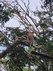 Macaca
