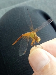 Neurothemis intermedia