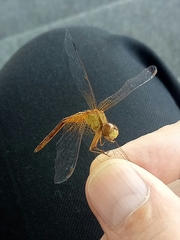 Neurothemis intermedia