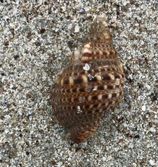 Austrotriton subdistortus