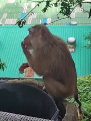 Macaca