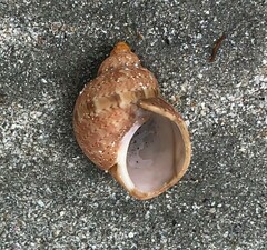 Phasianella ventricosa