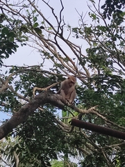Macaca