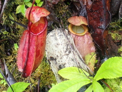 Nepenthes