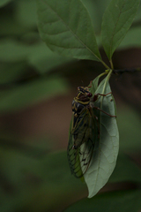 Auritibicen japonicus