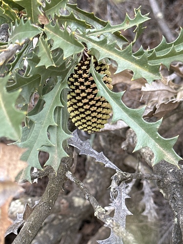 Banksia aculeata, photograph 2