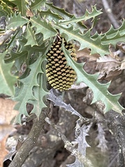 Banksia