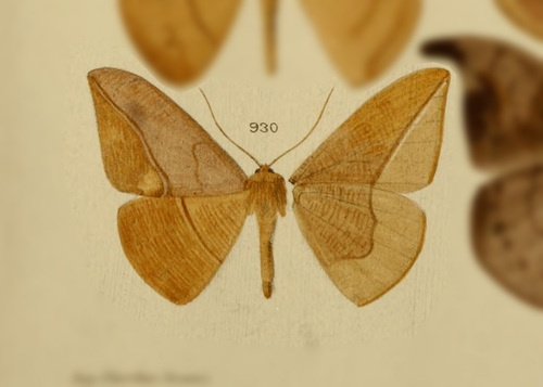 Oxydia mexicata