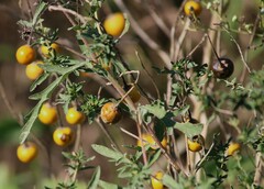 Solanum elaeagnifolium